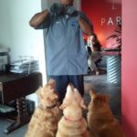 dogs at parsons